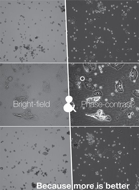 bright-field-phase-contrast